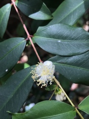 Pilidiostigma