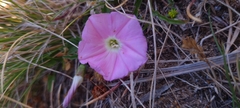 Convolvulus angustissimus