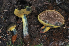 Xerocomellus rainisiae