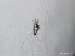 Culex quinquefasciatus