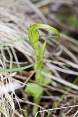 Pterostylis oliveri