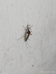 Culex quinquefasciatus