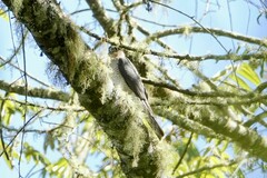 Accipiter striatus striatus