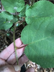 Actinidia