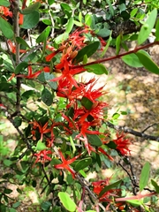 Peraxilla tetrapetala