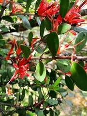 Peraxilla tetrapetala