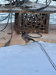 Acridotheres tristis