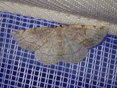 Stegania trimaculata