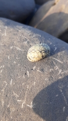 Nerita insculpta