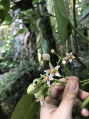 Solanum betaceum