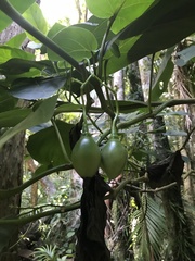 Solanum betaceum