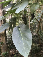 Solanum betaceum