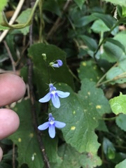 Lobelia trigonocaulis