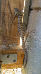 Elgaria multicarinata webbii