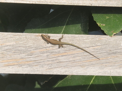 Phoenicolacerta troodica