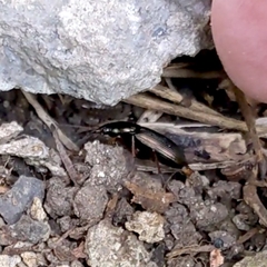 Poecilus lucublandus