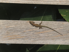 Phoenicolacerta troodica