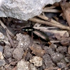 Poecilus lucublandus