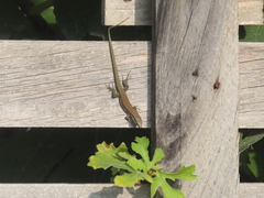 Phoenicolacerta troodica