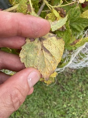 Phragmidium rubi-idaei