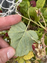 Phragmidium rubi-idaei