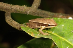 Indosylvirana