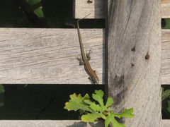 Phoenicolacerta troodica