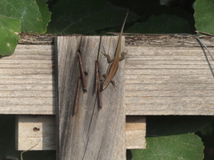 Phoenicolacerta troodica