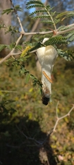 Ceratocampinae