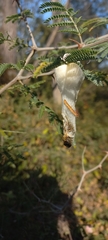 Ceratocampinae