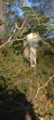 Ceratocampinae