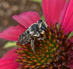 Megachile mendica