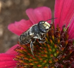 Megachile mendica