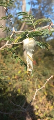 Ceratocampinae