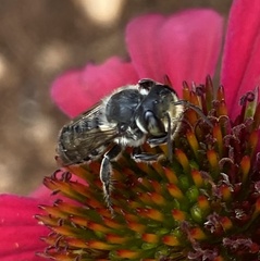 Megachile mendica