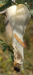Ceratocampinae
