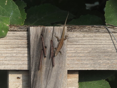 Phoenicolacerta troodica