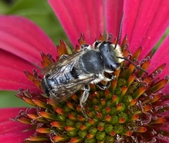 Megachile mendica
