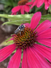 Megachile mendica