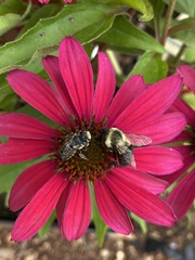 Megachile mendica