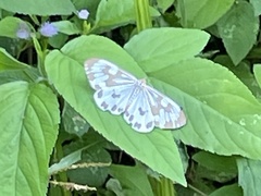 Nyctemera adversata