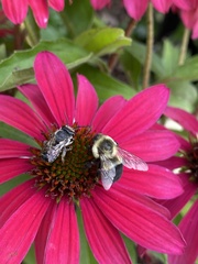 Megachile mendica