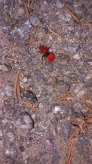 Dasymutilla erythrina