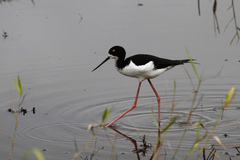 Himantopus mexicanus knudseni