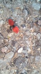 Dasymutilla erythrina