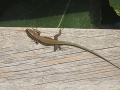 Phoenicolacerta troodica