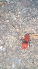 Dasymutilla erythrina