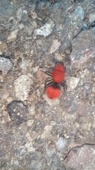 Dasymutilla erythrina