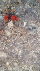 Dasymutilla erythrina