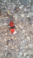 Dasymutilla erythrina